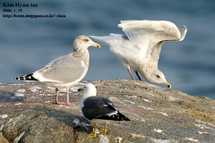 Larus schistisagus × glaucescens