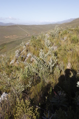 Aspalathus hirta hirta