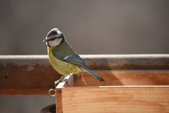 Cyanistes caeruleus