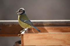 Cyanistes caeruleus
