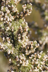 Aspalathus hirta hirta