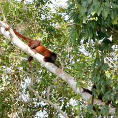 Alouatta seniculus