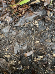 Batrachoseps attenuatus