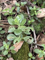 Kalanchoe rotundifolia