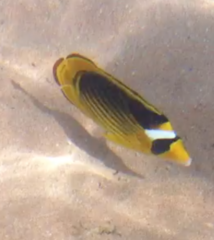Chaetodon fasciatus