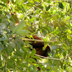 Alouatta seniculus