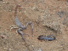 Opistophthalmus