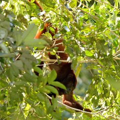 Alouatta seniculus