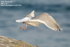 Larus schistisagus × glaucescens