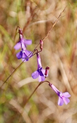 Lobelia chamaepitys
