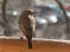 Phoenicurus ochruros