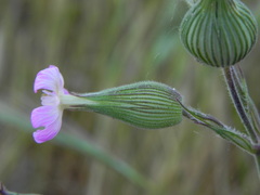 Silene conica
