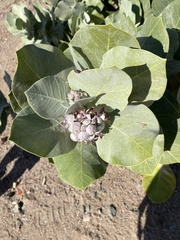 Calotropis procera