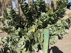 Calotropis procera