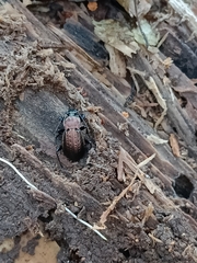 Carabus arvensis