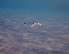 Trachinotus ovatus