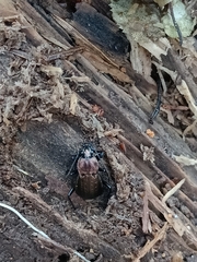 Carabus arvensis