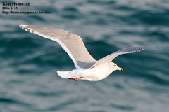 Larus schistisagus × glaucescens