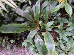 Chlorophytum orchidastrum