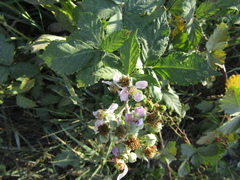 Rubus armeniacus