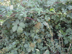 Rubus armeniacus
