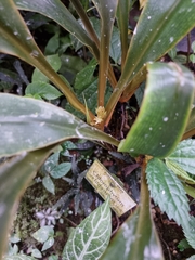 Chlorophytum orchidastrum