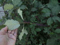 Rubus armeniacus