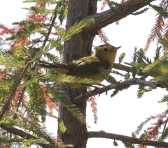 Cardellina pusilla