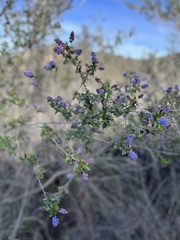 Ceanothus tomentosus