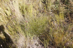 Lobelia capillifolia