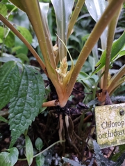 Chlorophytum orchidastrum