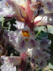 Orobanche crenata