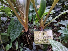 Chlorophytum orchidastrum