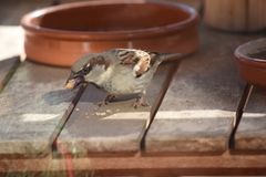 Passer domesticus