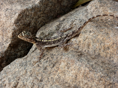 Psammophilus dorsalis