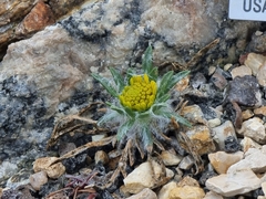 Tetraneuris torreyana
