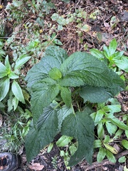 Scrophularia smithii