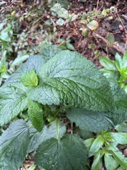 Scrophularia smithii