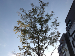 Robinia