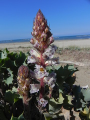 Orobanche crenata