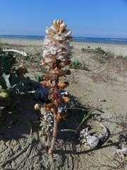 Orobanche crenata