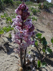 Orobanche crenata