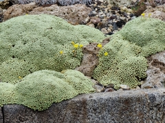 Dionysia tapetodes