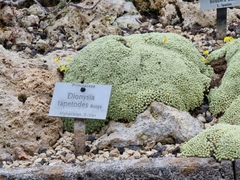 Dionysia tapetodes