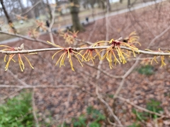 Hamamelis × intermedia