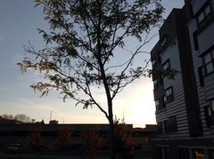 Robinia