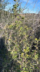 Ribes indecorum