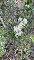 Ceanothus crassifolius