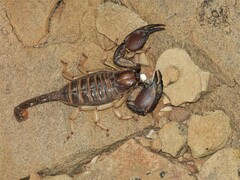 Opistophthalmus