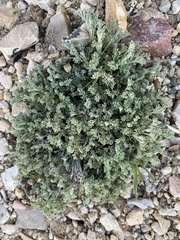 Teucrium capitatum